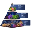 piramide olfativo del perfume caos blue